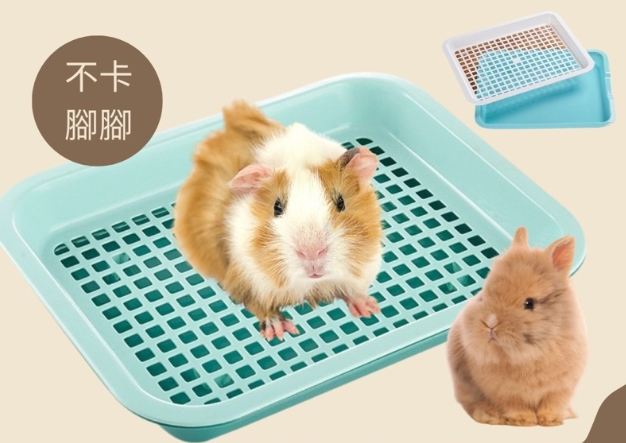 豚鼠飼養