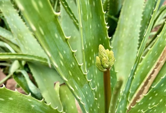 蘆薈用法