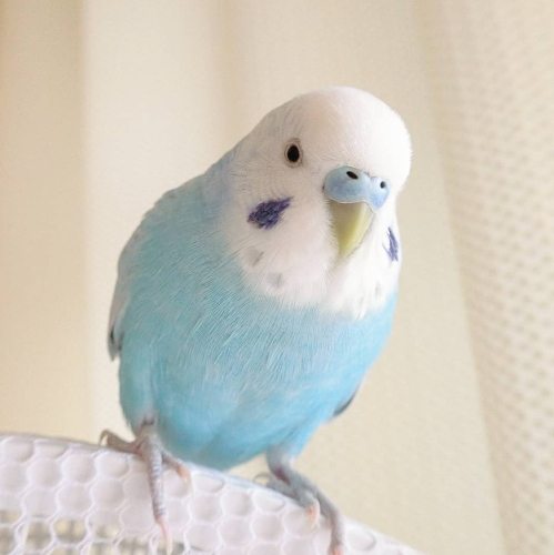 寵物鳥種類