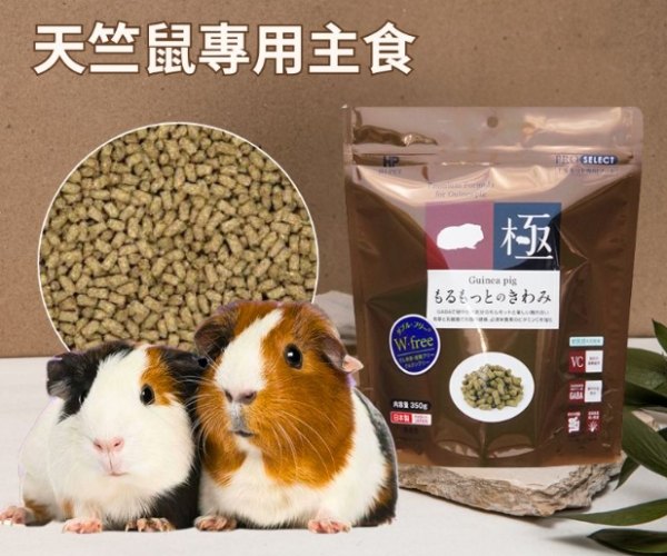 豚鼠壽命