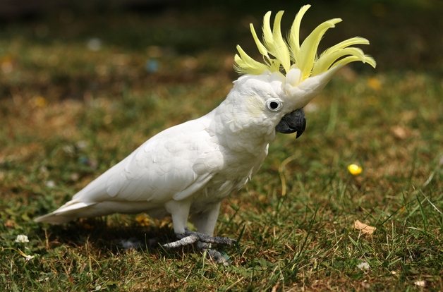 寵物鳥價格