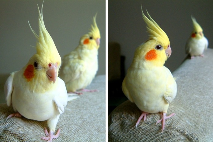 寵物鳥種類