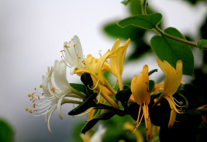 金銀花