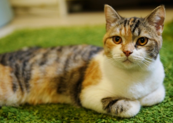 三花貓飼養