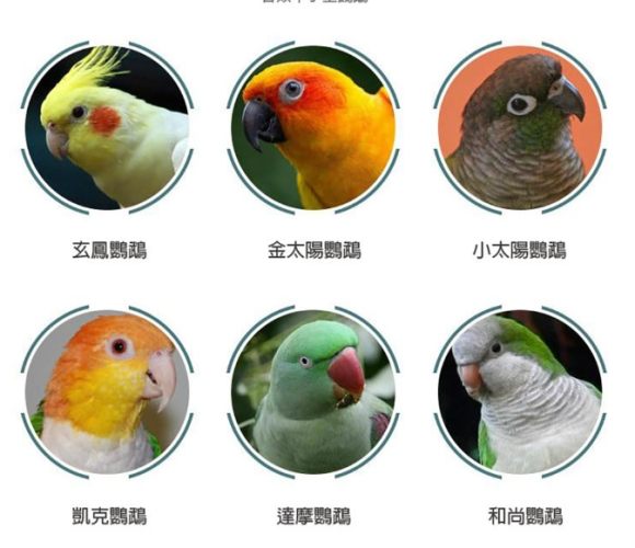 寵物鳥種類
