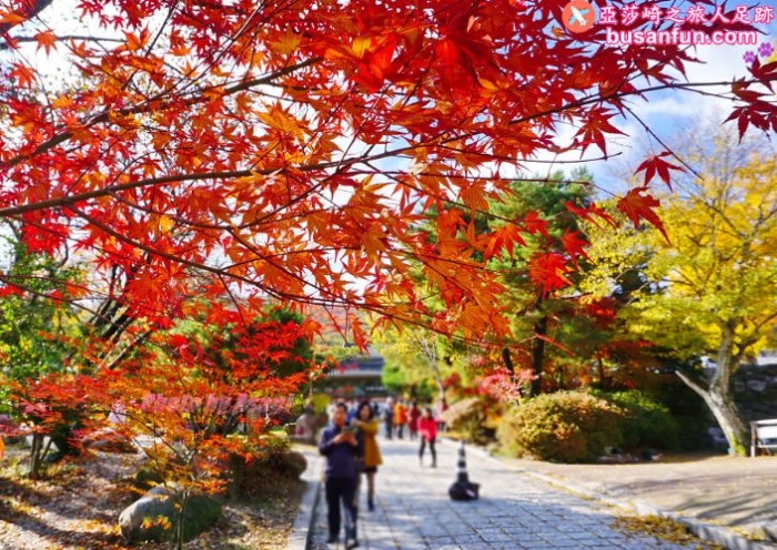 釜山賞楓時間