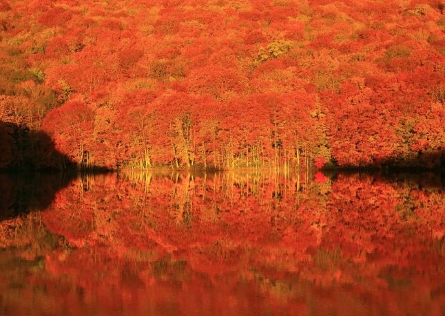 東北紅葉名所