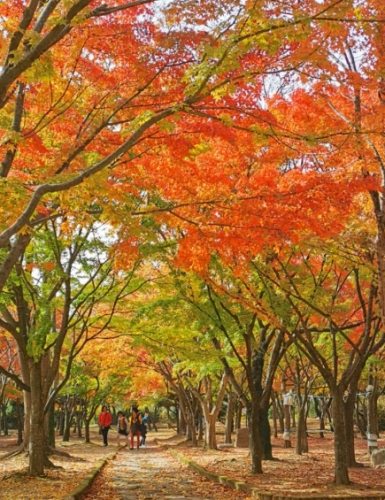 釜山楓葉景點