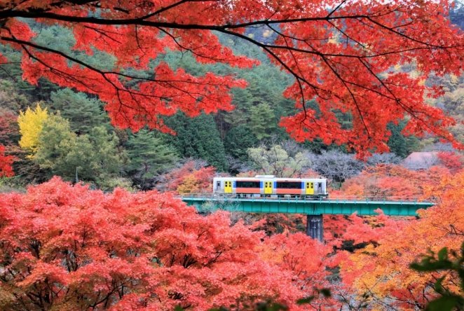 日本賞楓自駕攻略 日本賞楓自駕攻略
