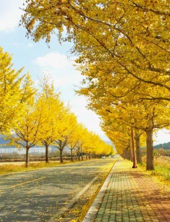 釜山銀杏景點