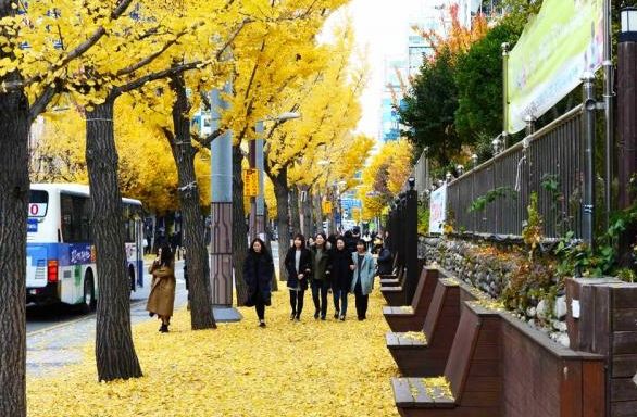 釜山銀杏景點