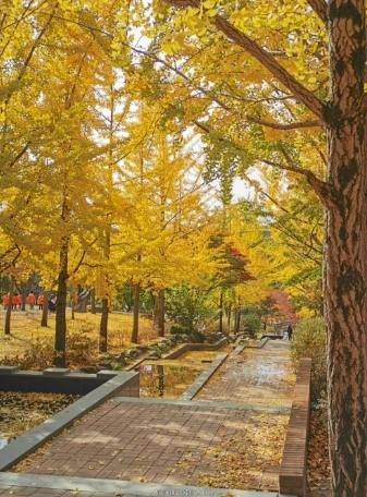 釜山銀杏景點
