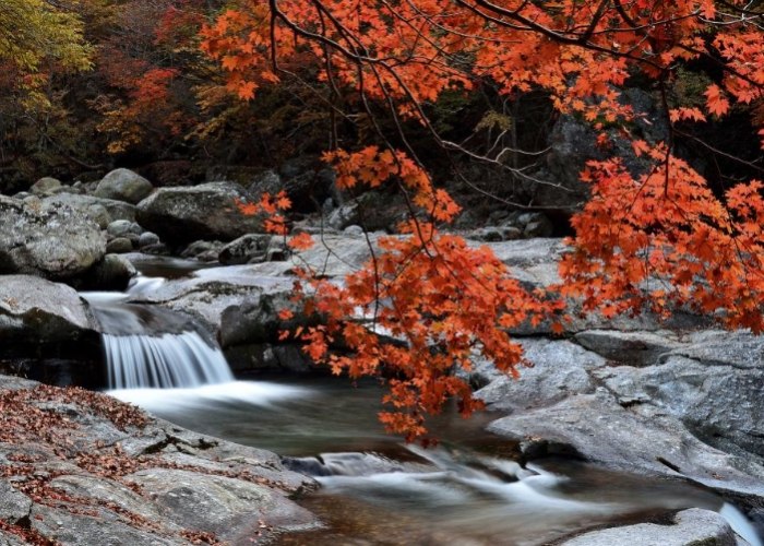 釜山楓葉景點