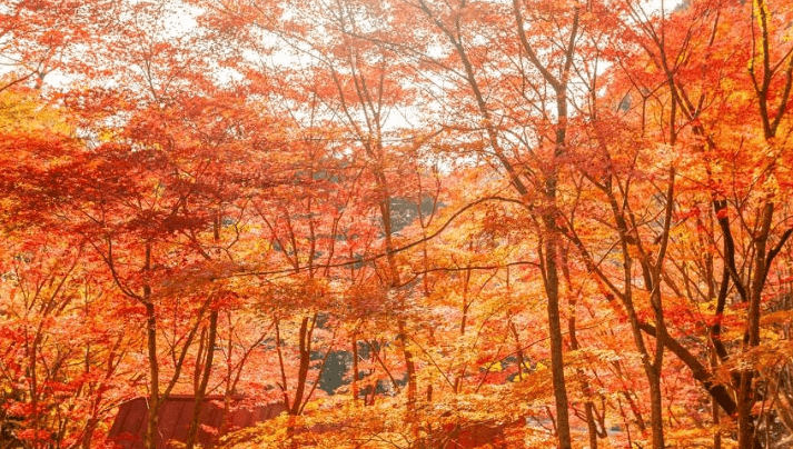 日本四國旅遊景點