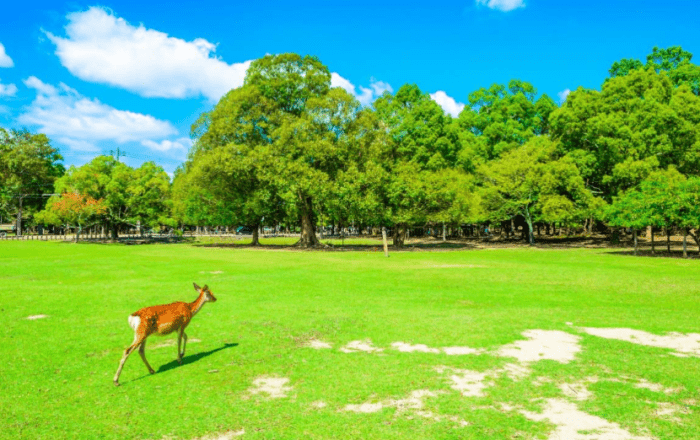日本關西旅遊