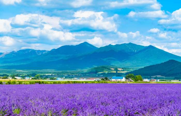 6月日本旅遊推薦