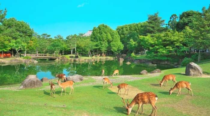 6月日本旅遊推薦